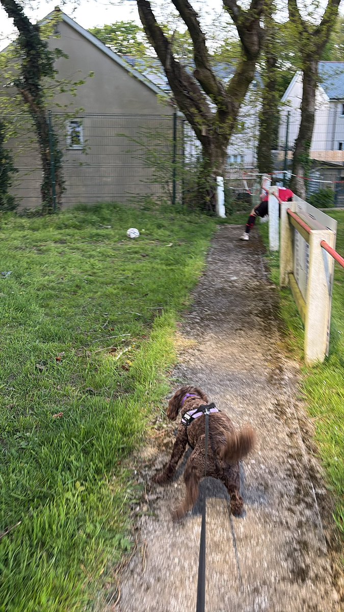 trago13's tweet photo. A halftime wander for Harrison as he recovers from watching a feisty 1st half in the Champions Bowl between @OfficialBoveyFC @LiskeardAthlet1 @swpleague @nonleaguedogs https://t.co/OpGhLKaC6l