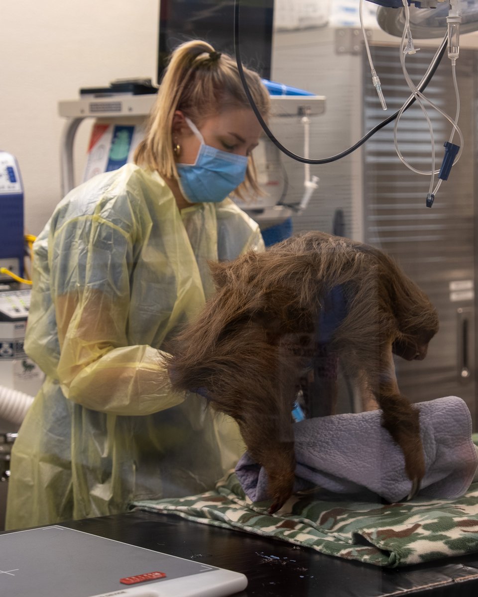 Central Florida Zoo tweet media