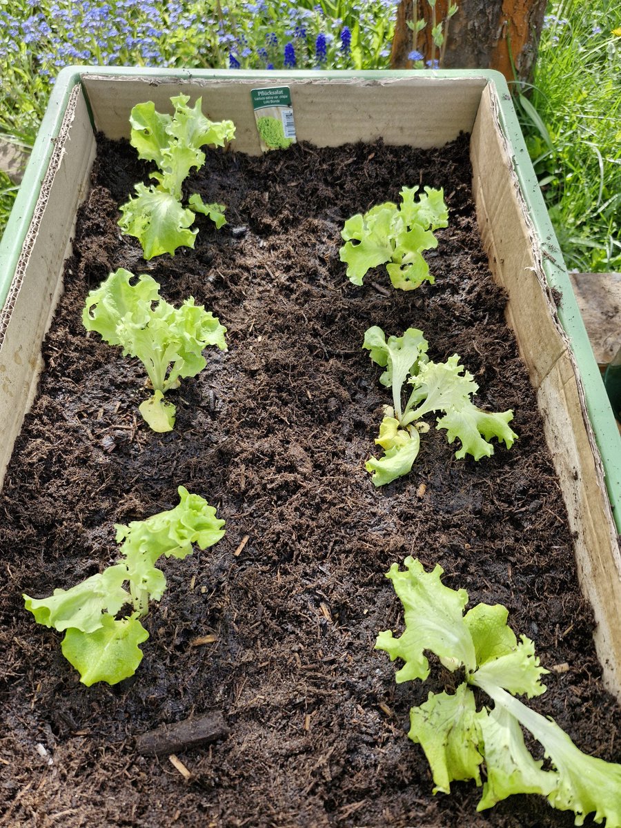 kbuschox's tweet photo. Der Gärtnerin Hände und Pflücksalat die erste Kiste! #Garten #Gartenbubble https://t.co/z5wKY0xV8N