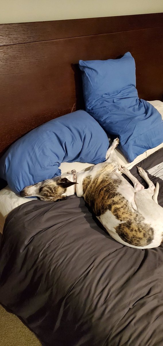 CandaceWhippet's tweet photo. No sleeping on human pillows? Okay! https://t.co/Bw3iictUhg