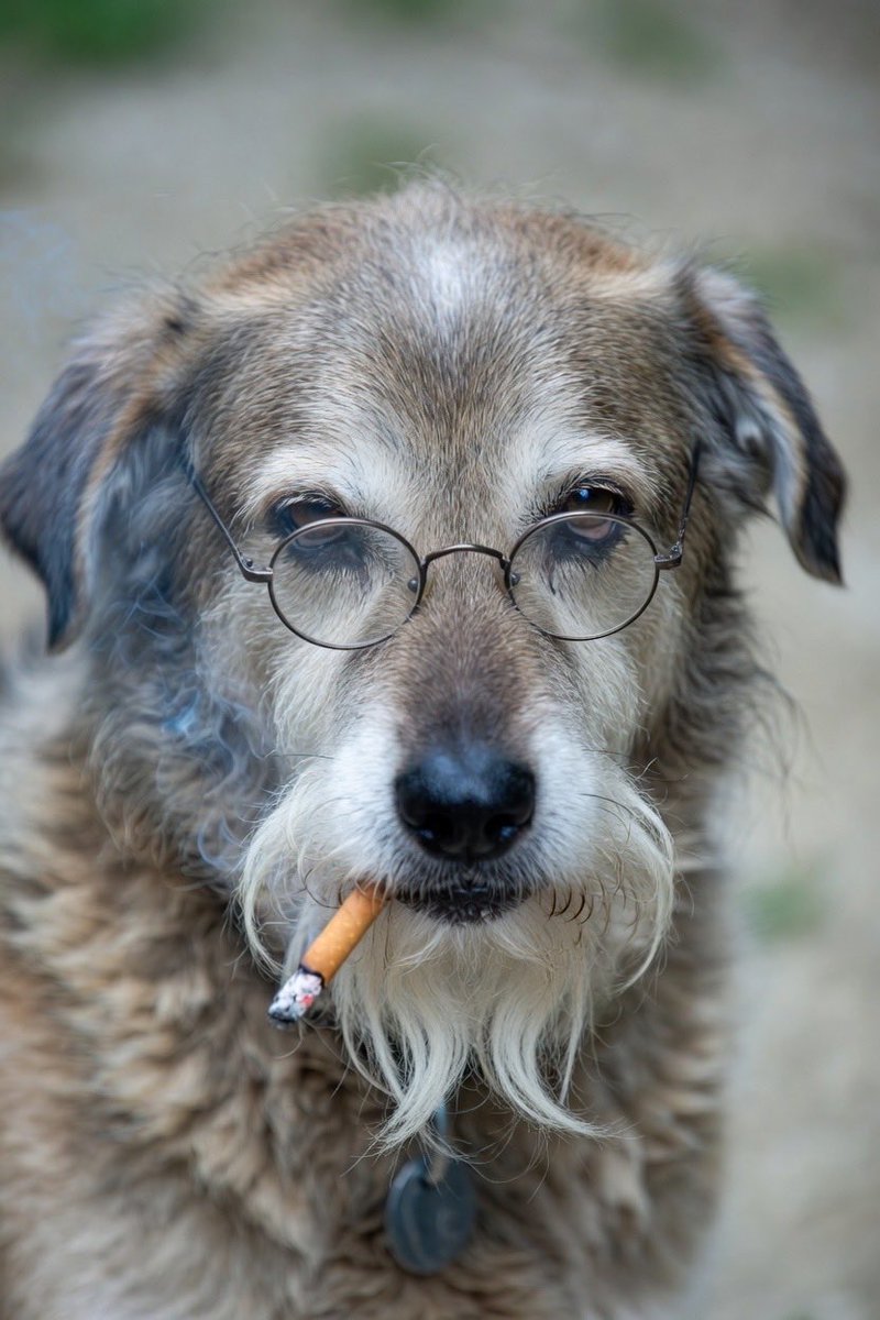 TSilkies tweet media