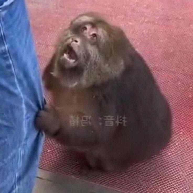 ⁺ ୨͟୧ . 𝒍𝒖𝒍𝒖 𝒑𝒖𝒅𝒊𝒎 🍮(- 5/10) tweet media