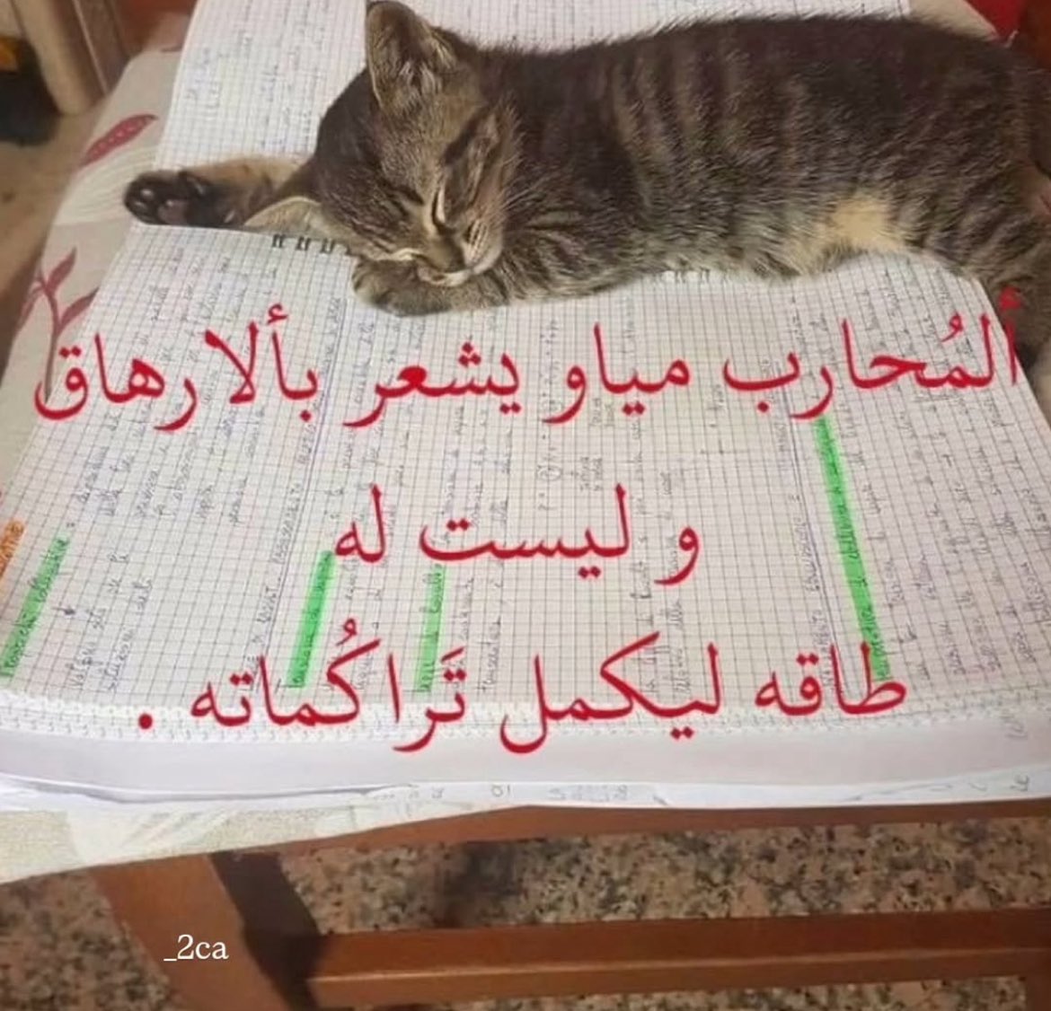 شداد بن قضعان|بنت tweet media