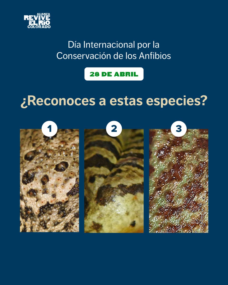 ReviveelRio tweet media