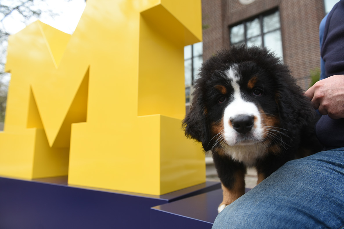 University of Michigan Library tweet media