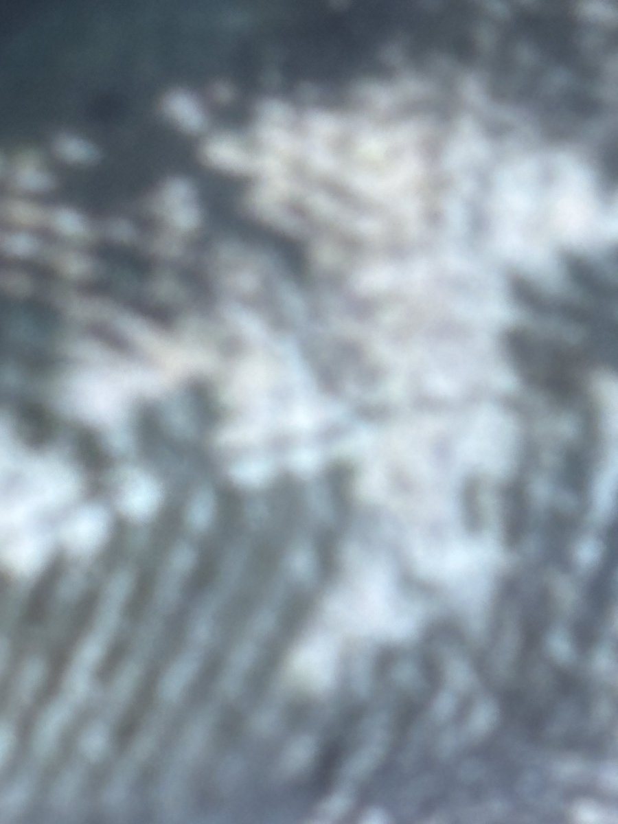 オウゴンムラソイ tweet media