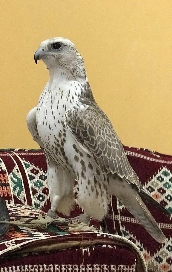 محمدالمطيري🇸🇦💚🇸🇦ابـوتـركـي tweet media