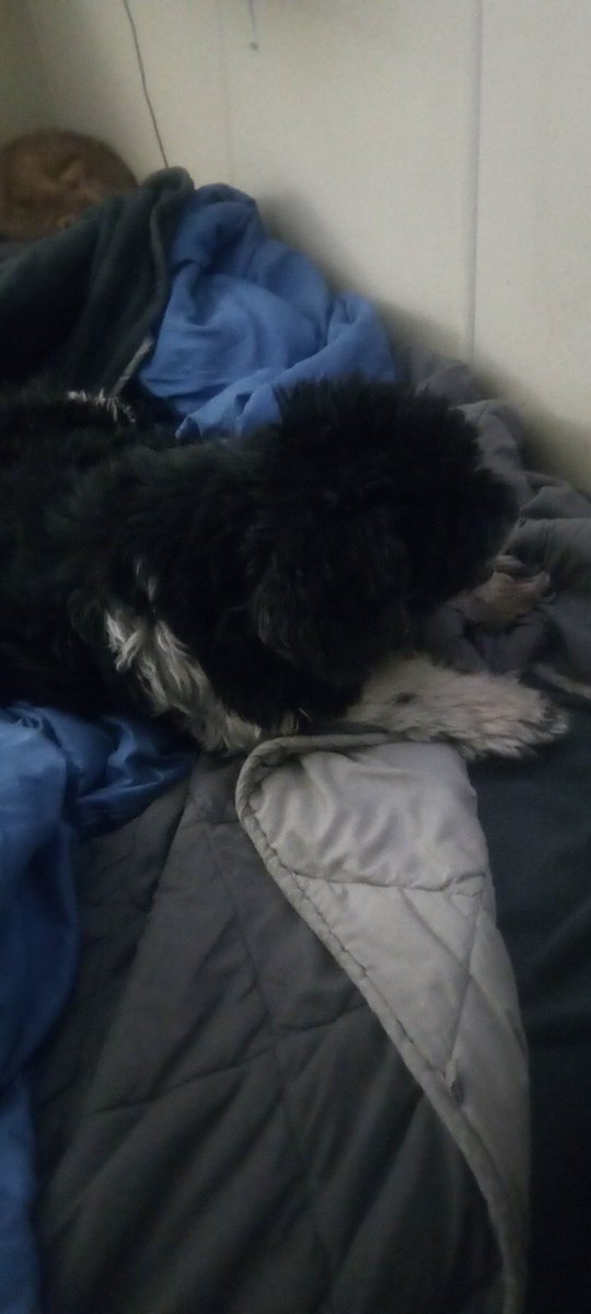 newstarmanager's tweet photo. My dog needs groomed really bad and I have been out of work and fighting a serious illness Is there anyone in Vegas who could please trim my dog's hair for a very small amount of money. https://t.co/kzIZ4nSQ6N