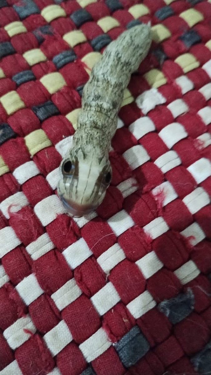 vante. ⁷ 🪭 VAI VER O BTS tweet media