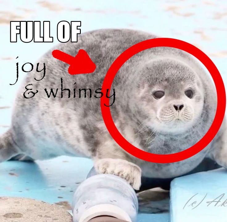 seallie 🦭💨 【SEAL VTUBER】 tweet media