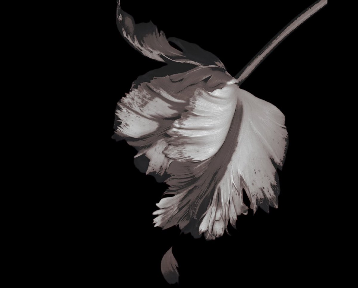 𝒱𝙸𝚃𝚃﹙ 𝕻 ﹚ tweet media