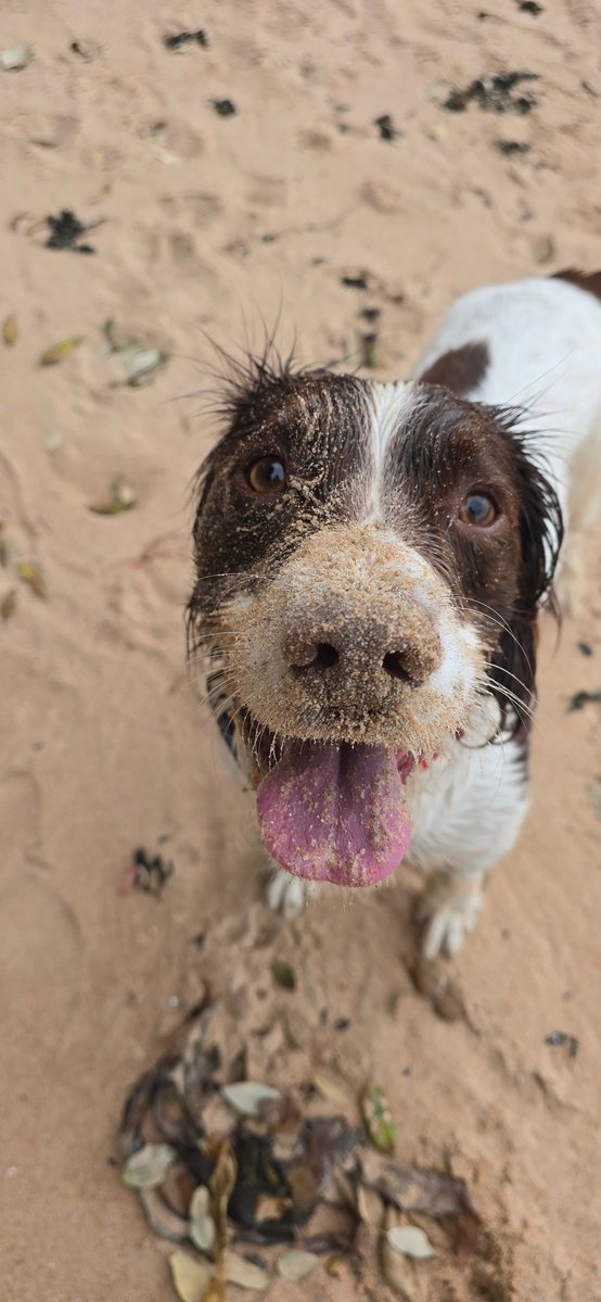 redteamJSY's tweet image. Of course, most of the sand is now indoors! 😂🤦‍♂️

#spaniel #gimlet #JerseyCI