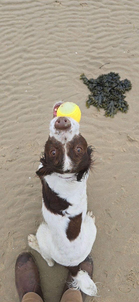 redteamJSY's tweet image. Of course, most of the sand is now indoors! 😂🤦‍♂️

#spaniel #gimlet #JerseyCI
