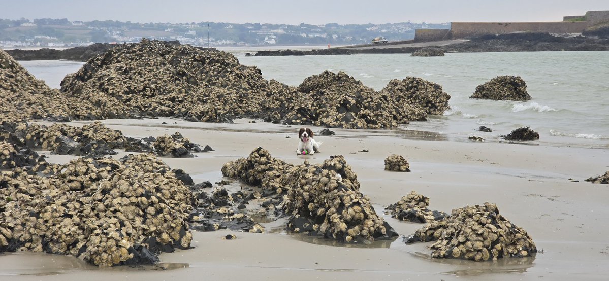redteamJSY's tweet image. Of course, most of the sand is now indoors! 😂🤦‍♂️

#spaniel #gimlet #JerseyCI