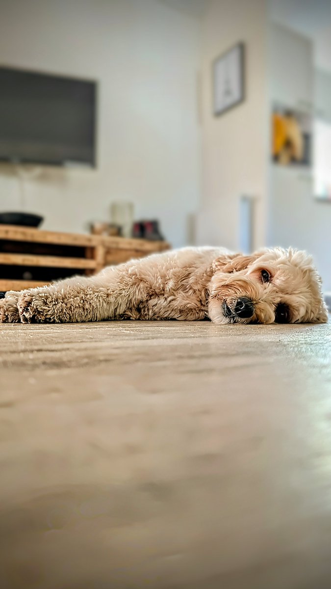 brunodoodle's tweet photo. @zaagvis Groetjes terug! https://t.co/AsA0gzMi02