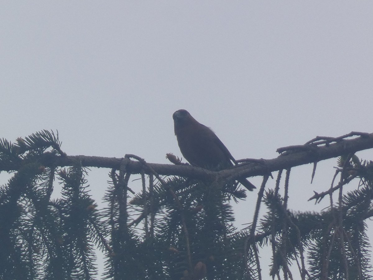 the_yoshmeister's tweet image. Perfect Pulborough brooks highlights @RSPBPulborough #Birdy #bird #birds #nature #wildlife