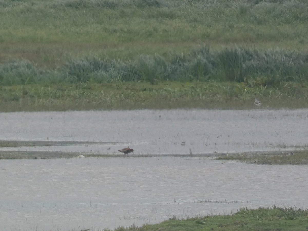 the_yoshmeister's tweet image. Perfect Pulborough brooks highlights @RSPBPulborough #Birdy #bird #birds #nature #wildlife