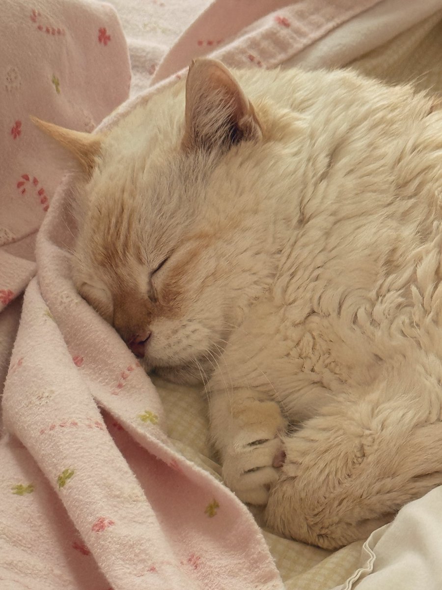 Tuffy the Cat tweet media