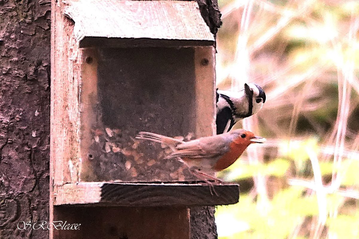 ACHUB PENRHOS / SAVE PENRHOS NATURE RESERVE 🍃💚🍃 tweet media