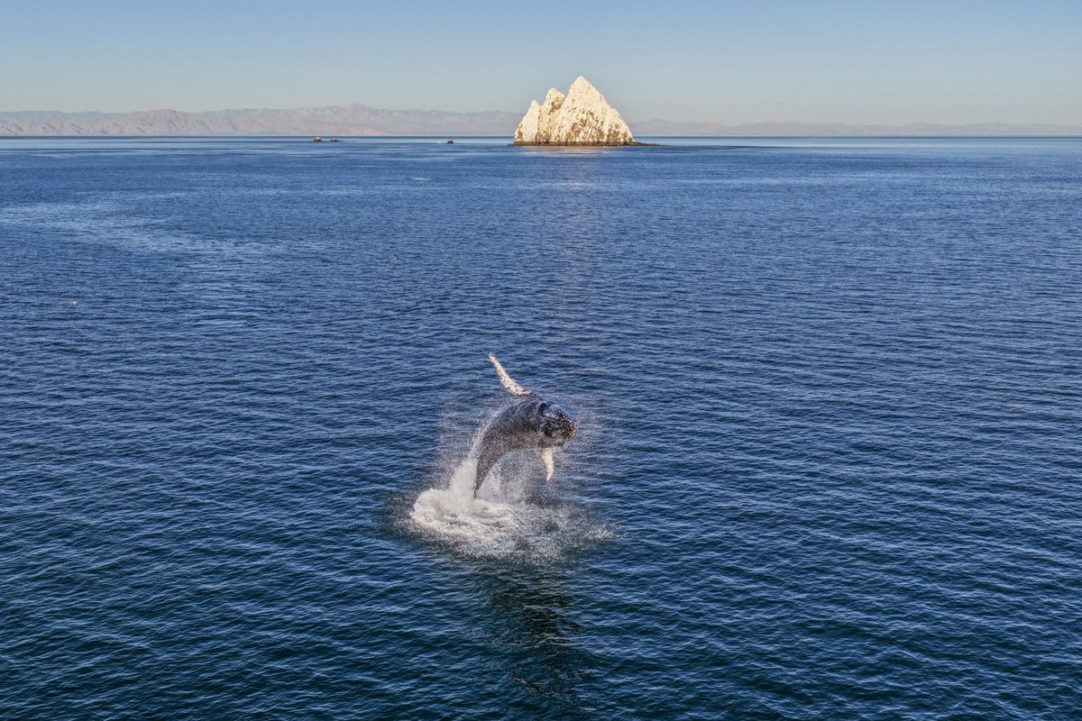 Sea Shepherd US tweet media