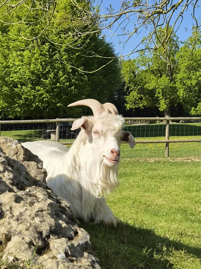 Buttercups Sanctuary For Goats tweet media