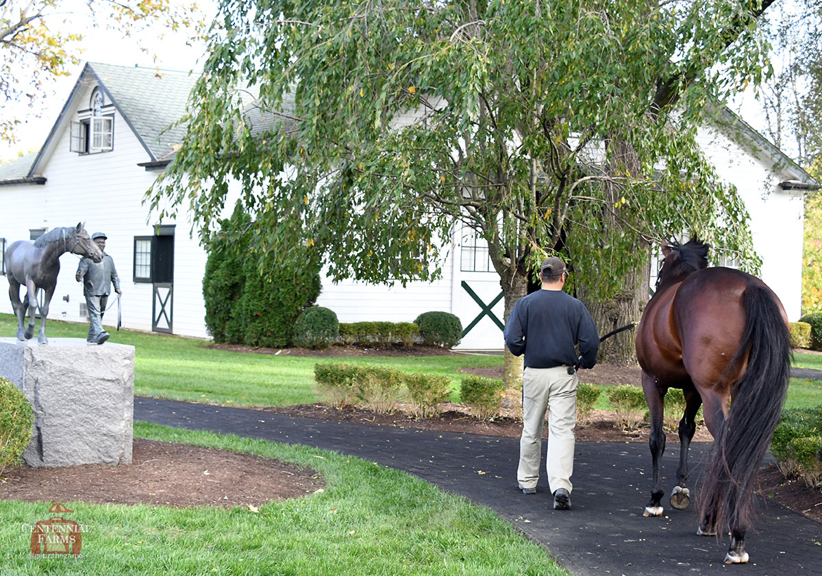 Centennial_Farm's tweet image. Baby ➡️ G1 winner➡️ @spendthriftfarm stallion ➡️ permanent, official member of the Little family. Happy Birthday and happy #transformationTuesday, Wicked Strong! #goWickedgo