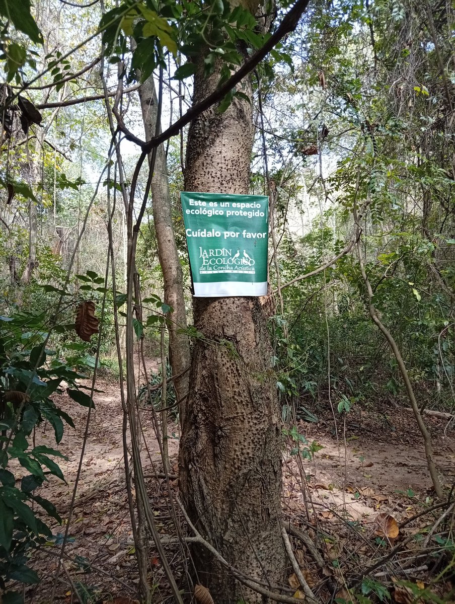 CDelventura's tweet image. Mis domingos en el Jardín Ecológico de #colinasdebellomonte
#caracas