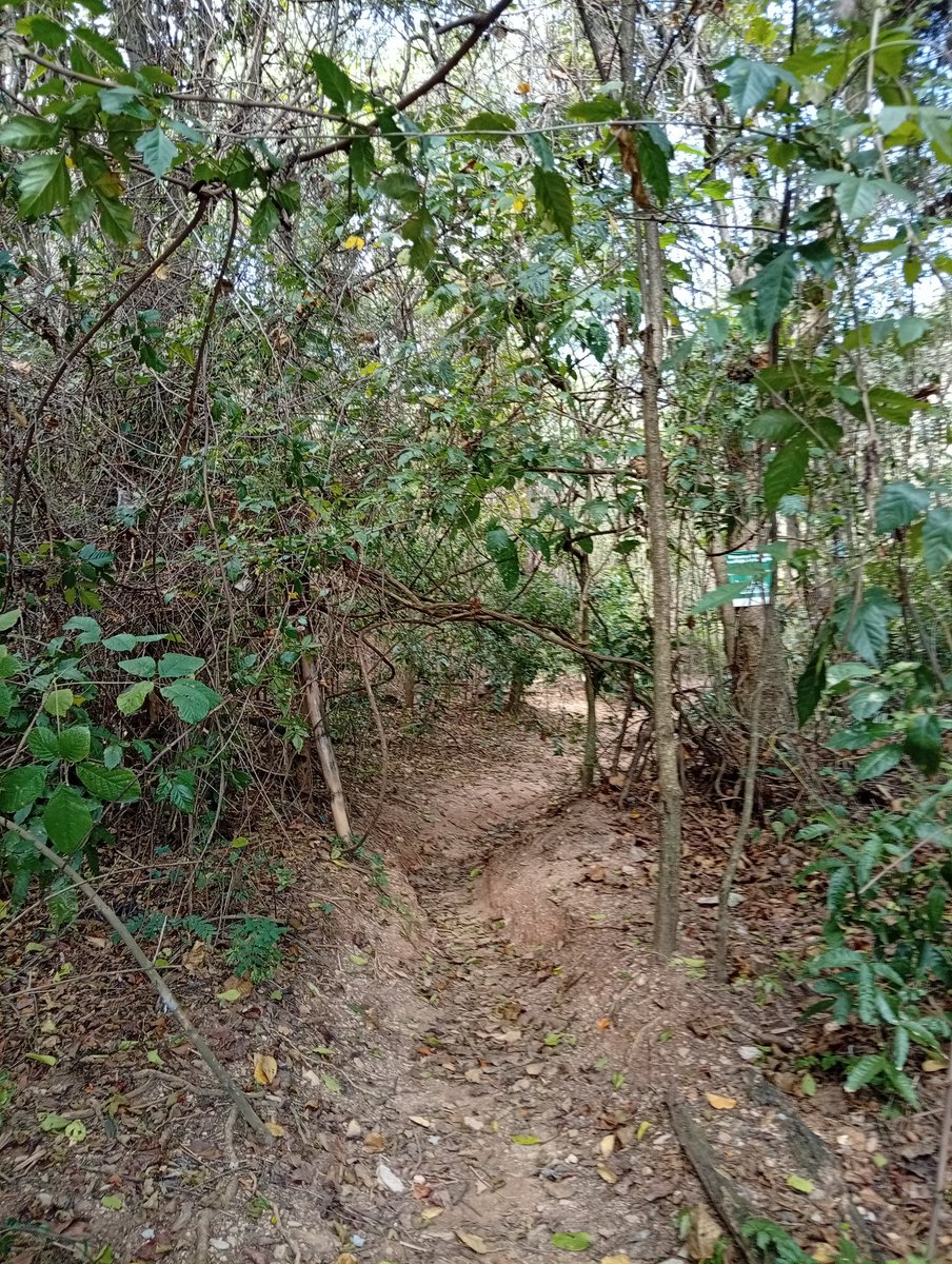 CDelventura's tweet image. Mis domingos en el Jardín Ecológico de #colinasdebellomonte
#caracas