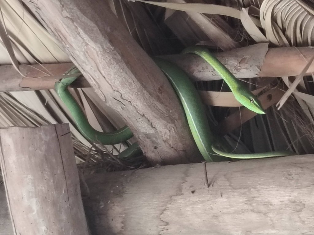 𝐄𝐥 𝐑𝐞𝐲 𝐁𝐞𝐧𝐳𝐨𝐚𝐭𝐨 𝐝𝐞 𝐃𝐞n𝐚𝐭𝐨n𝐢𝐨 tweet media