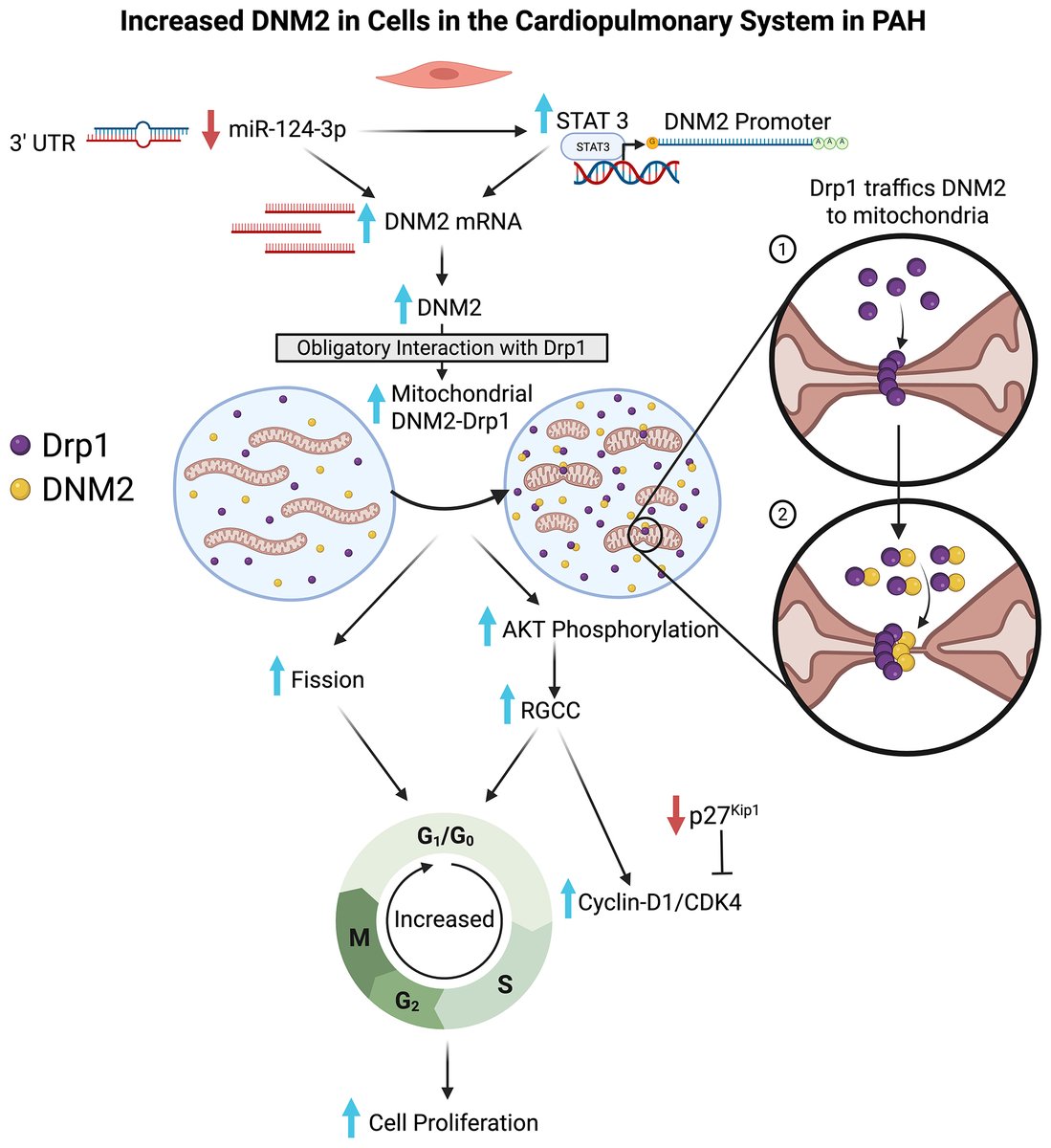 DrStephenArcher's tweet photo. The wonderful world of mitochondrial! How do mitochondria divide and how does this control cell division? Dynamin2 (DNM2) controls mitochondrial fission &amp; regulates RGCC, which controls the cell cycle in pulmonary arterial hypertension 10.1161/CIRCRESAHA.125.327028 @queensutime https://t.co/0gFfDjyL6i