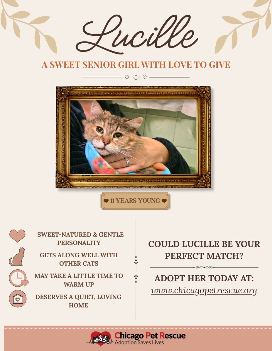 Chicago Pet Rescue tweet media