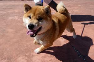 Resani Gabriel tweet media