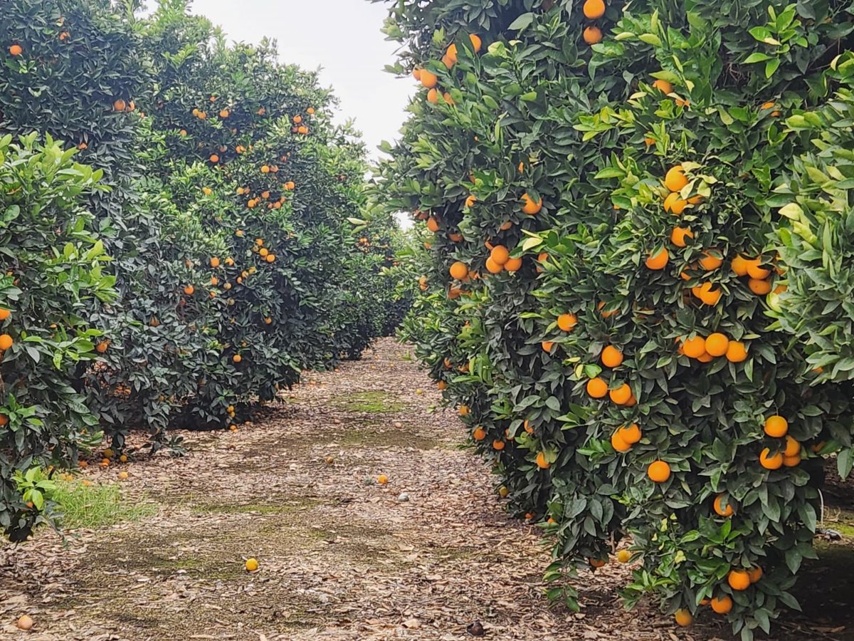 United Farm Workers tweet media