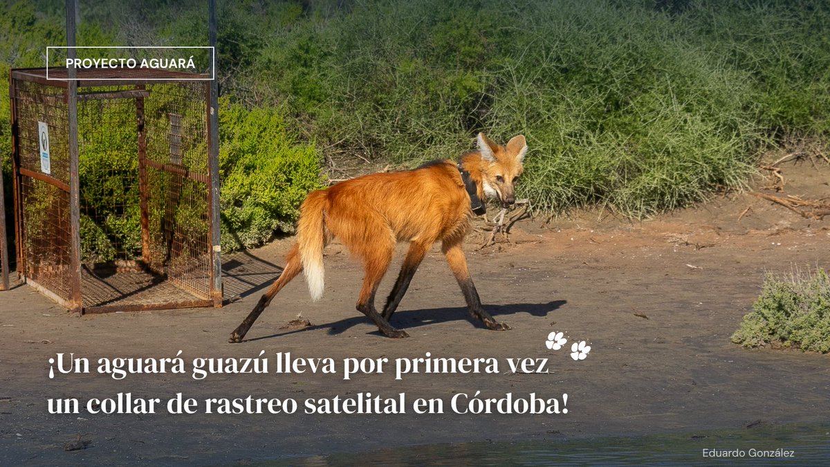 AvesArgentinas's tweet photo. 🐾Le colocamos un collar de seguimiento a un Aguará Guazú en Ansenuza, Córdoba. Este logro representa un hito para la región centro del país y una valiosa oportunidad para conocer a la especie. 

En este hilo te contamos cómo fue todo el proceso:
📸Eduardo González y Ezequiel Vivas