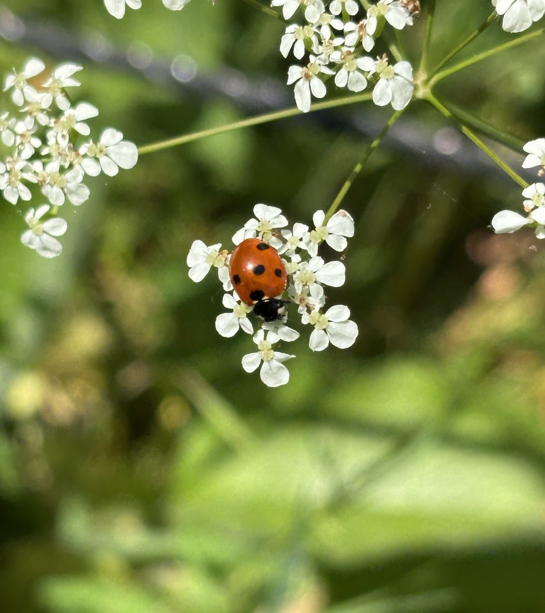 Lyn Edmonds tweet media