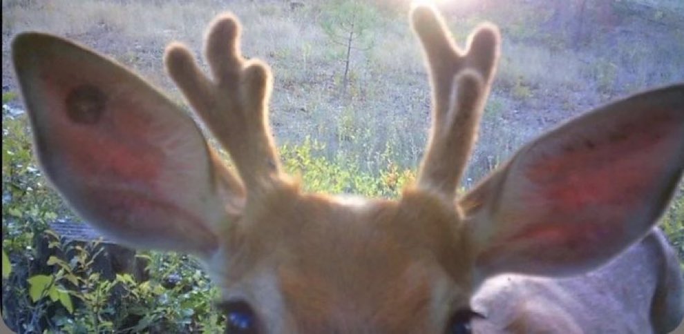 ciel - ᨳ꒰ ୨୧ ꒱ഒ - tweet media