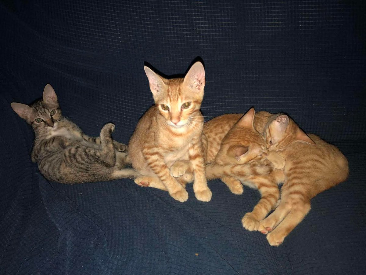 #ServicioSocial 
ADOPTA 🐱💕

adopcion de unos gatitos que tengo son 3 varoncitos y una hembra tiene 3 meses de edad estan bien cuidados pero lastimosamente no puedo hacerme cargo de ellos y pues queria de su ayuda para encontrar a personas de buen corazon que los quiera adoptar