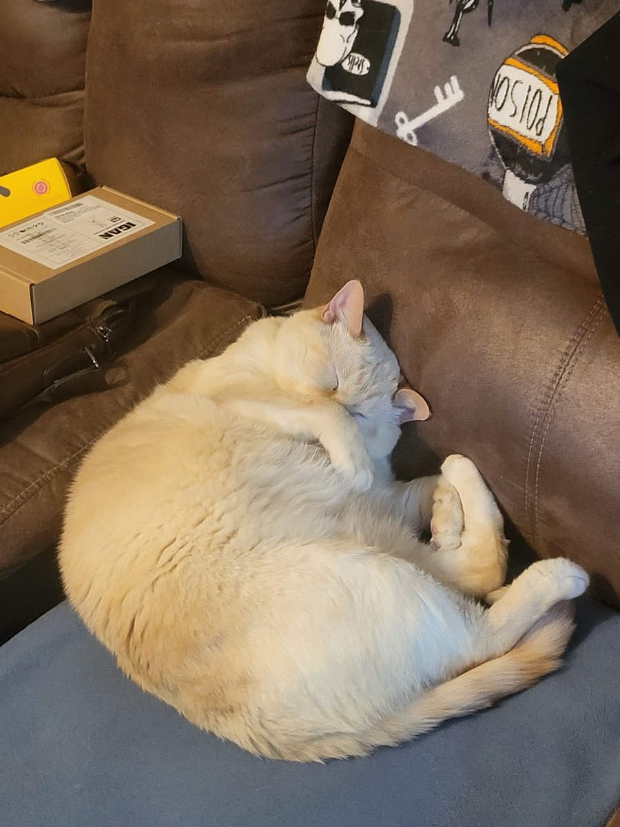 skywritesdreams's tweet photo. @incorrectgreeks This is my Snowball. Yes, he's a chonk but he also has the best purr motor that rarely shuts off. Please enjoy~ https://t.co/mn5anyrTrC