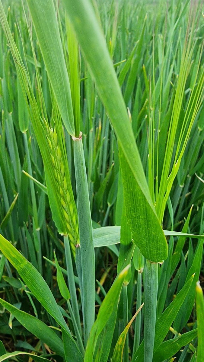 GreenknoweFarm's tweet photo. 😳my Craft barley for @SimpsonsMalt seems to think I best get my combine warmed up. It's on track for a July 14th Harvest. It seems early, but it was the 11th last year. Looking clean but not the thickest, we will see how it goes. Last spray and shut the gate. @NFUStweets https://t.co/DiFXOoDEFw