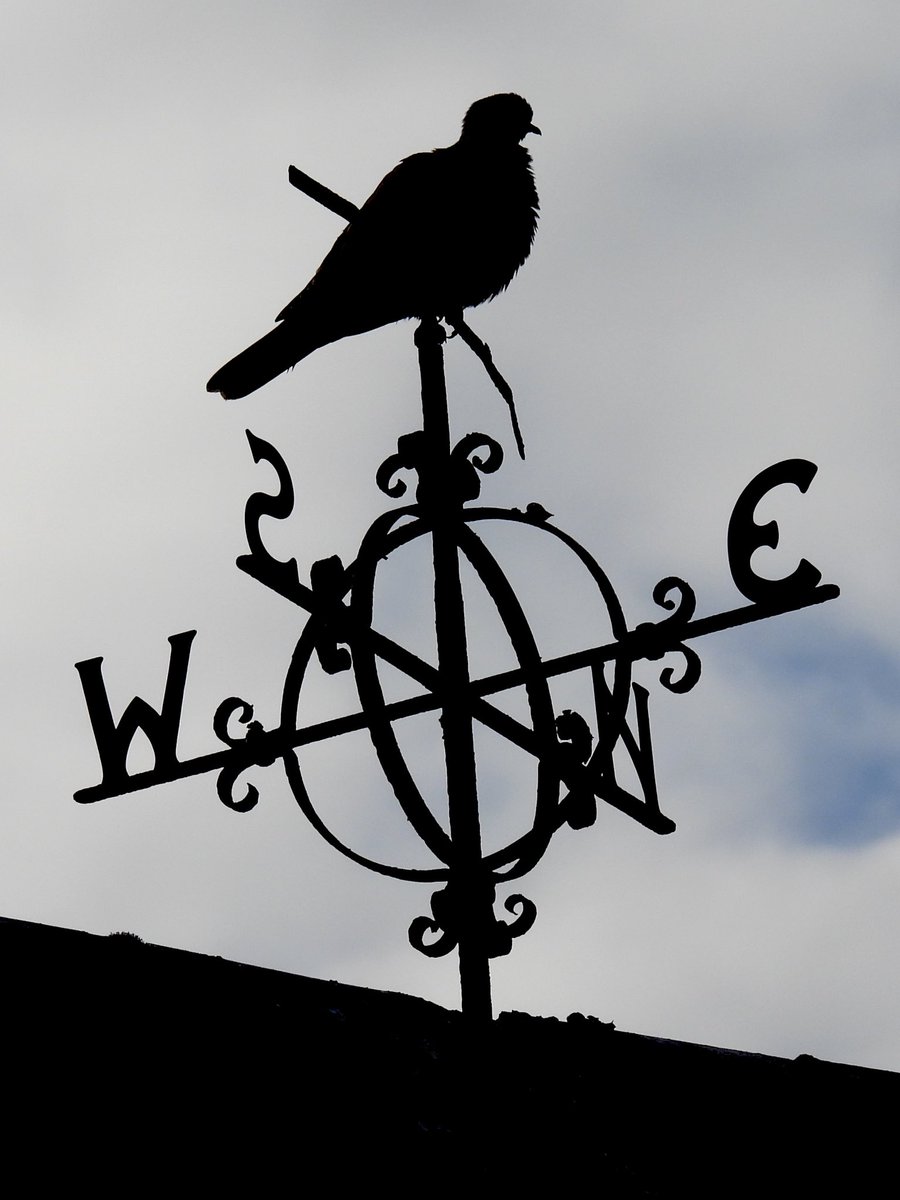 Palumbus_Pics's tweet photo. The bird on this weathervane looks so realistic. Wait a second… #collareddove #birds #naturephotography https://t.co/AZ8ZPE4JQf