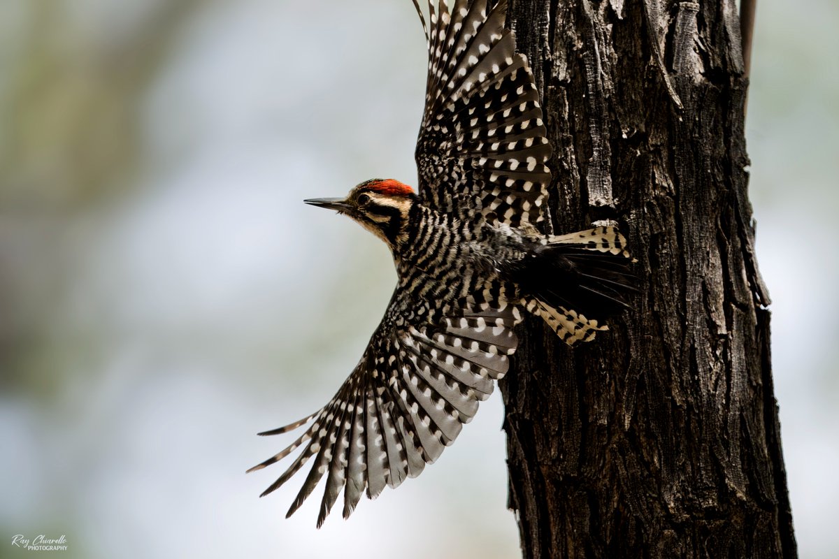 raychiarello's tweet image. So close, but I couldn't quite get this Ladder-backed Woodpecker's wing tips in the frame this morning. So frustrating!
#Birds #MyBirdPic #Birding #BackyardBirding #BirdTwitter #ElPaso #Texas