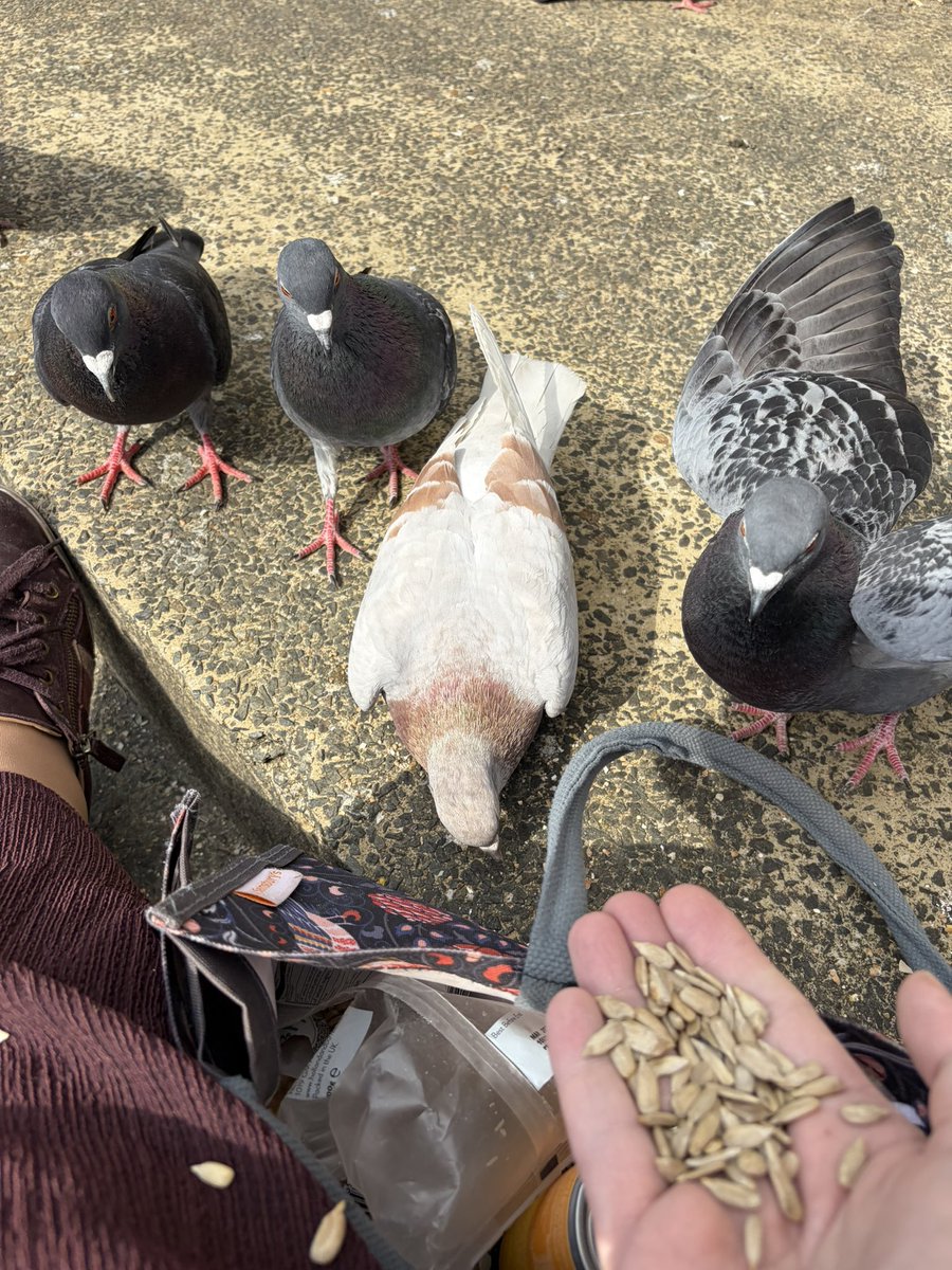 BromptonBunch's tweet image. The confident pink newcomer is streets ahead of the other juniors. They are a gorgeous pale pink/grey colour &amp;amp; need a name! #Pigeons