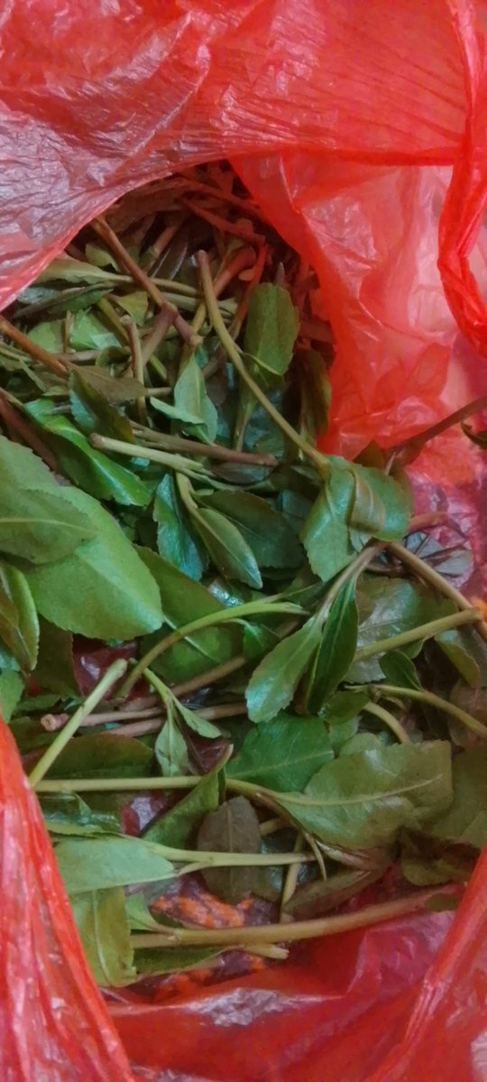 تعزيه بصنعاء tweet media