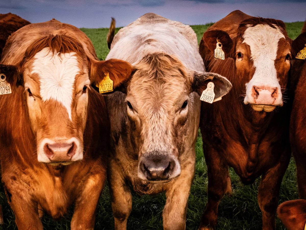 ThisIsIreland3's tweet image. There's something special about the first cut and animals back filling the fields 🏞️🐄🐄

📸 Bella Deight

#Ireland #Spring #Cattle #Countryside