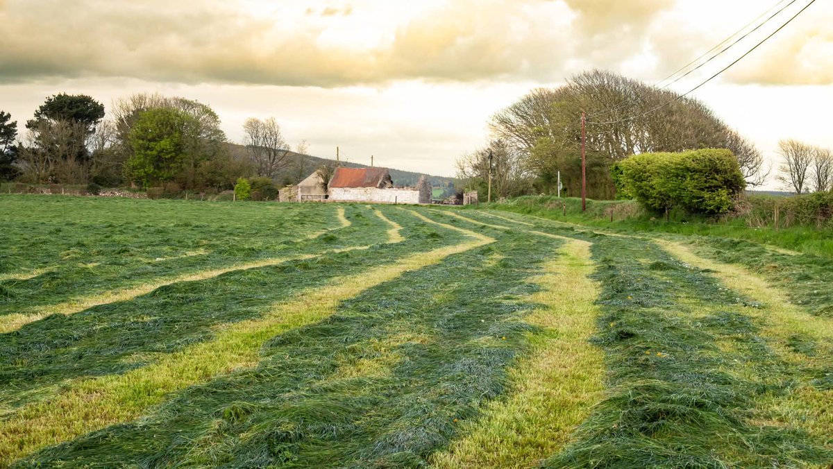 ThisIsIreland3's tweet image. There's something special about the first cut and animals back filling the fields 🏞️🐄🐄

📸 Bella Deight

#Ireland #Spring #Cattle #Countryside