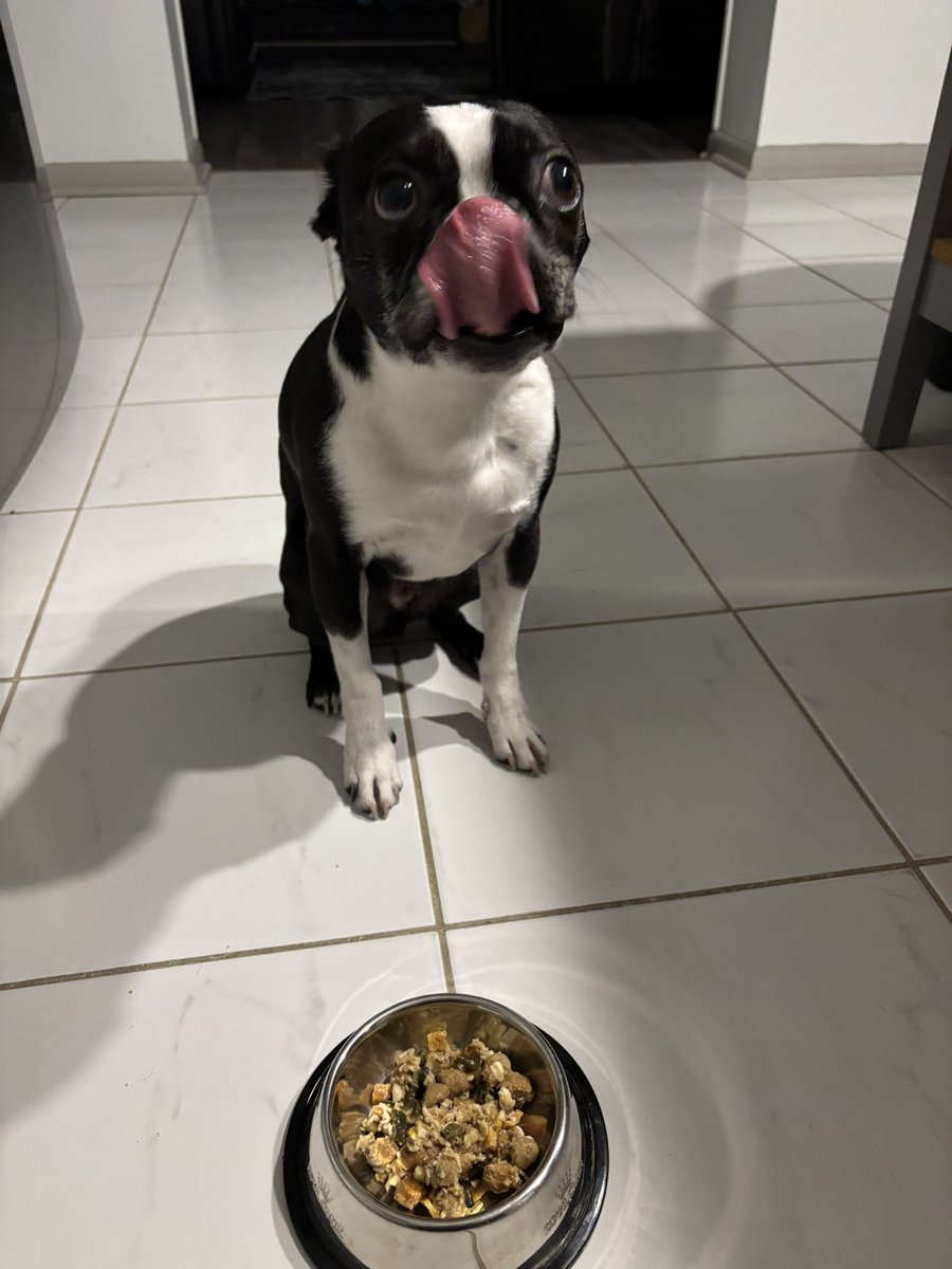 Pawesome_BTBros's tweet image. Happy #TongueOutTuesday! Me no can wait to dig into my #fresh meal from #Artie pet food! 🍗🫛😋🥕🍠 #yummy #ToT #breakfast #dinner #petfood #hungry