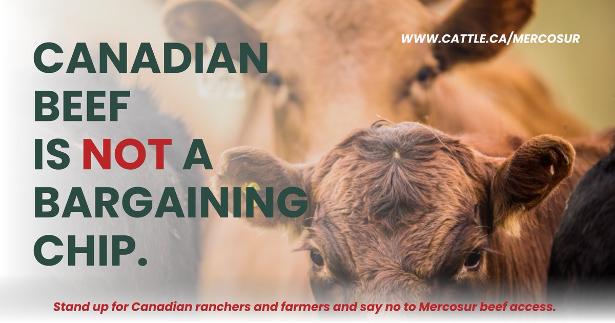 Canadian Cattle Association tweet media