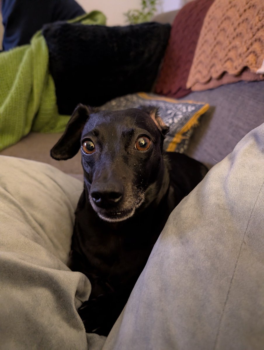 project hail kiki ! tweet media