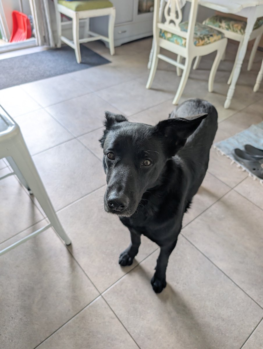 project hail kiki ! tweet media