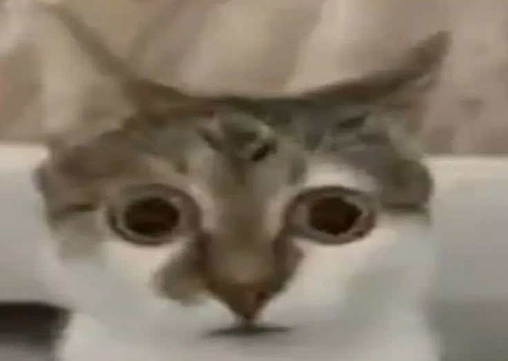 ServerExploit's tweet photo. — looking for interactive moots! 
24 he/him
val, ow, mc, dbd, roblox, genshin, phasmo
EUW, Belgium 🇧🇪
open to playing new games! (>ㅅ<)
I love sleeping, music, and cats

♡ + ↻ to be mutuals ! ꒰ᐢ. .ᐢ꒱

#moothunt,#owtwt,#moots https://t.co/REvKhMyxII